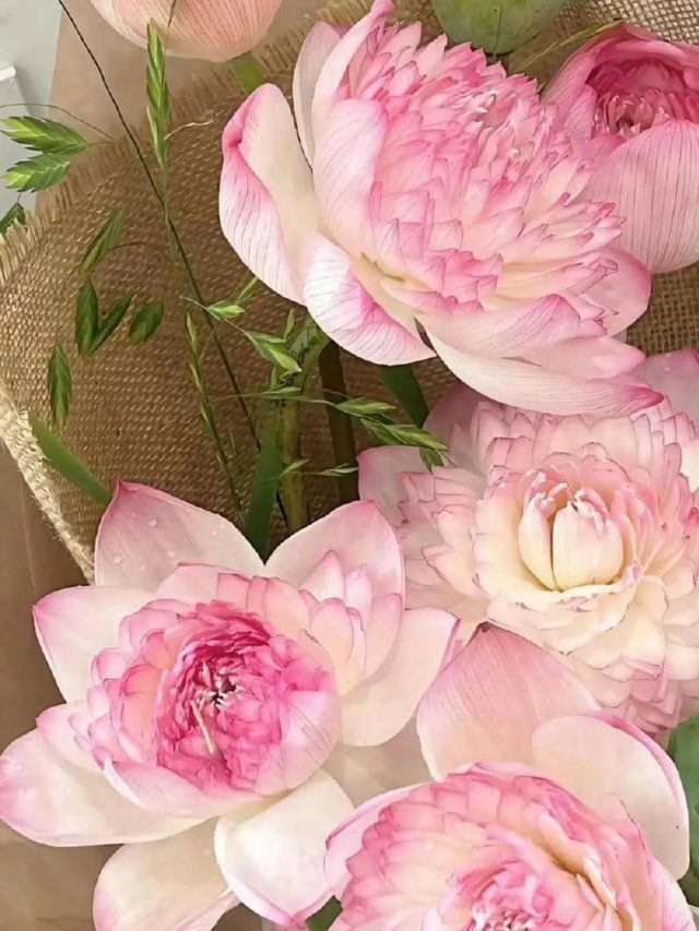 ภาพดอกบัว