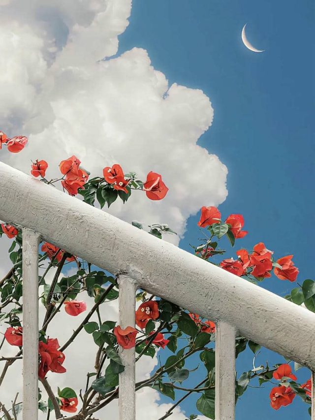 ภาพทิวทัศน์