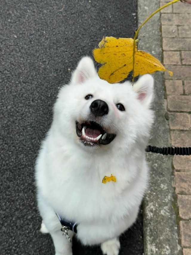 รูปหมากวนๆน่ารักๆ