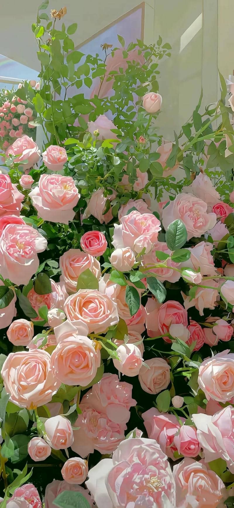 ดอก กุหลาบ สวย