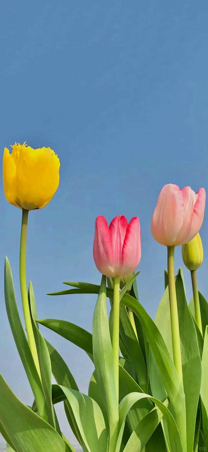ดอก ทิว ลิ ป สี ฟ้า สวย ๆ