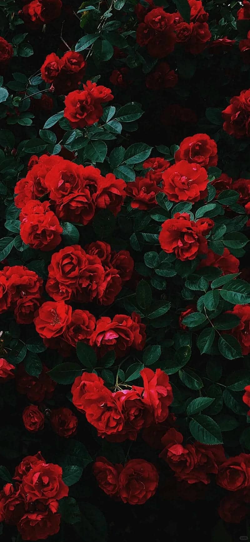ดอกกุหลาบสวยๆๆ