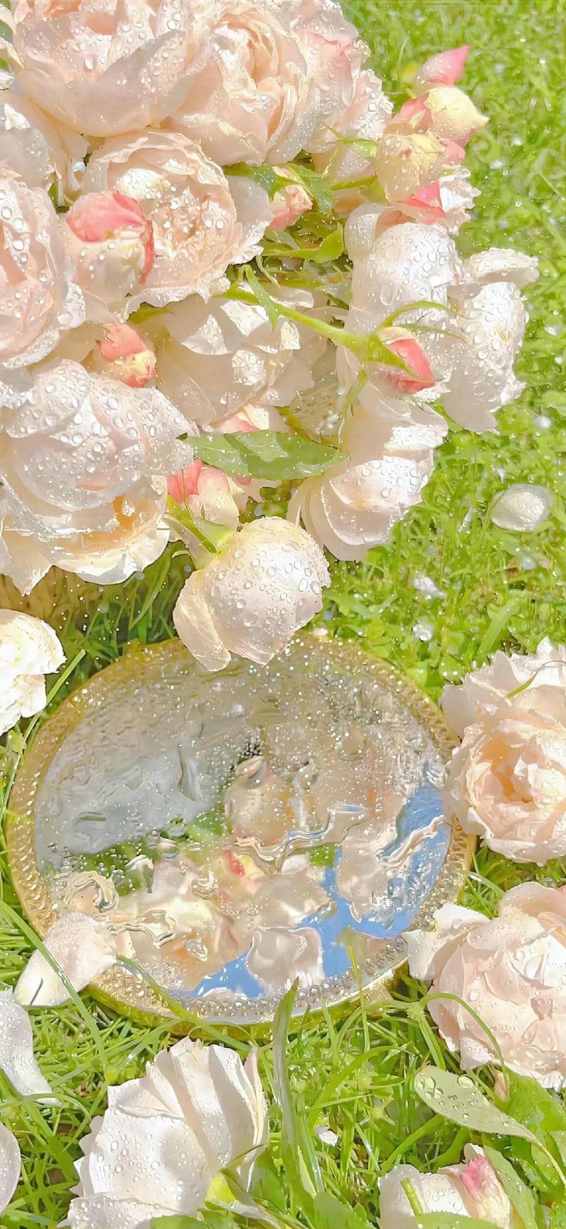 ดอกไม้ สวย
