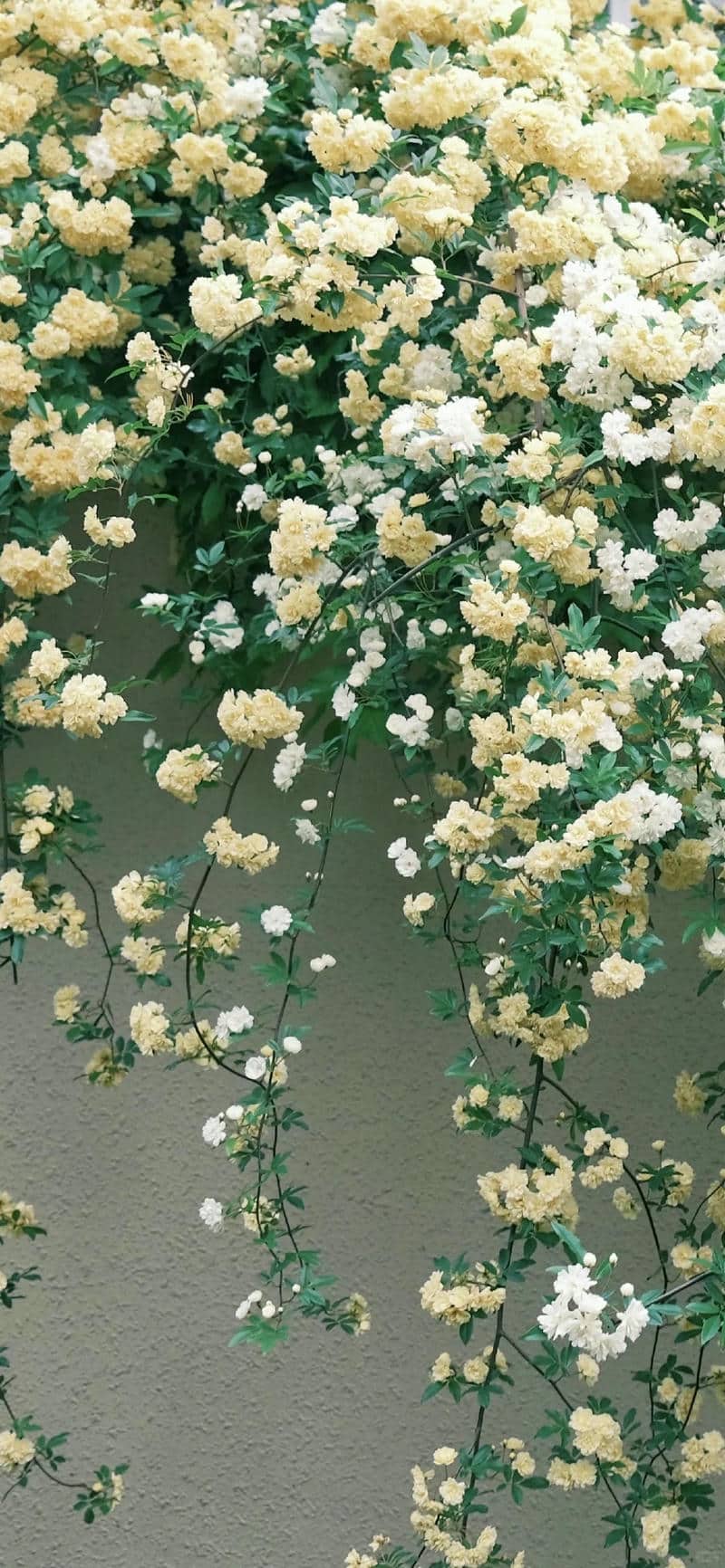 ดอกไม้ที่สวยงาม