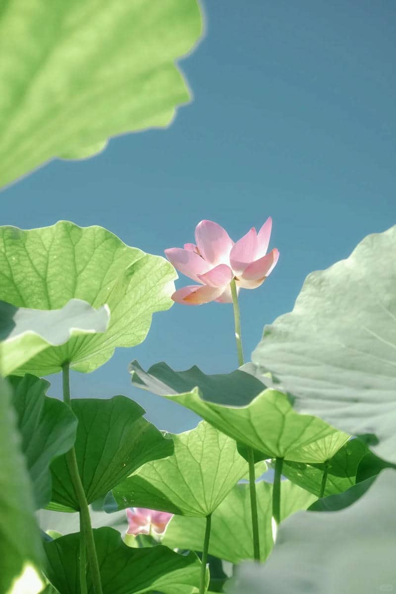 ดอกไม้บัว