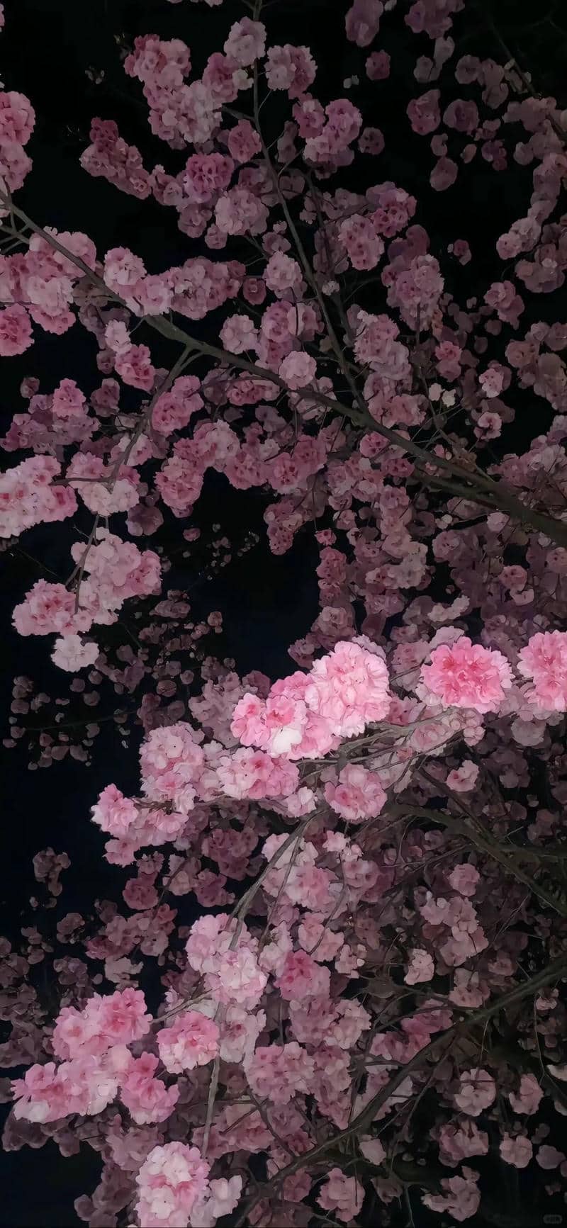 ดอกไม้สวย ๆ