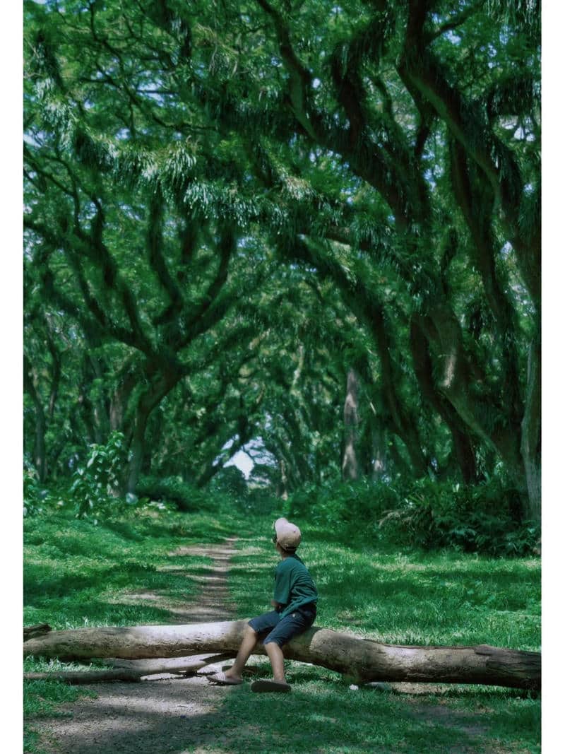 ป่าที่สวยที่สุดในโลก