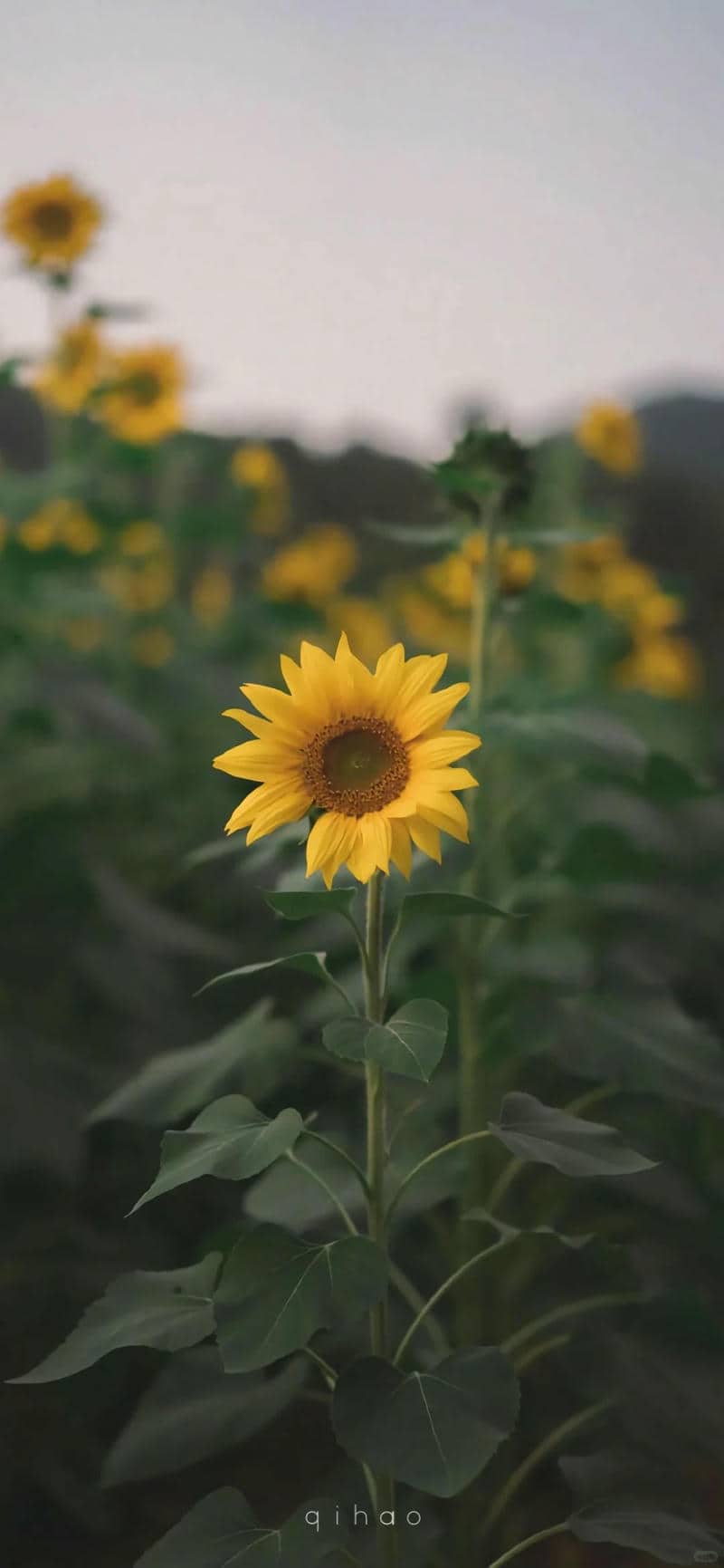 ภาพทานตะวัน
