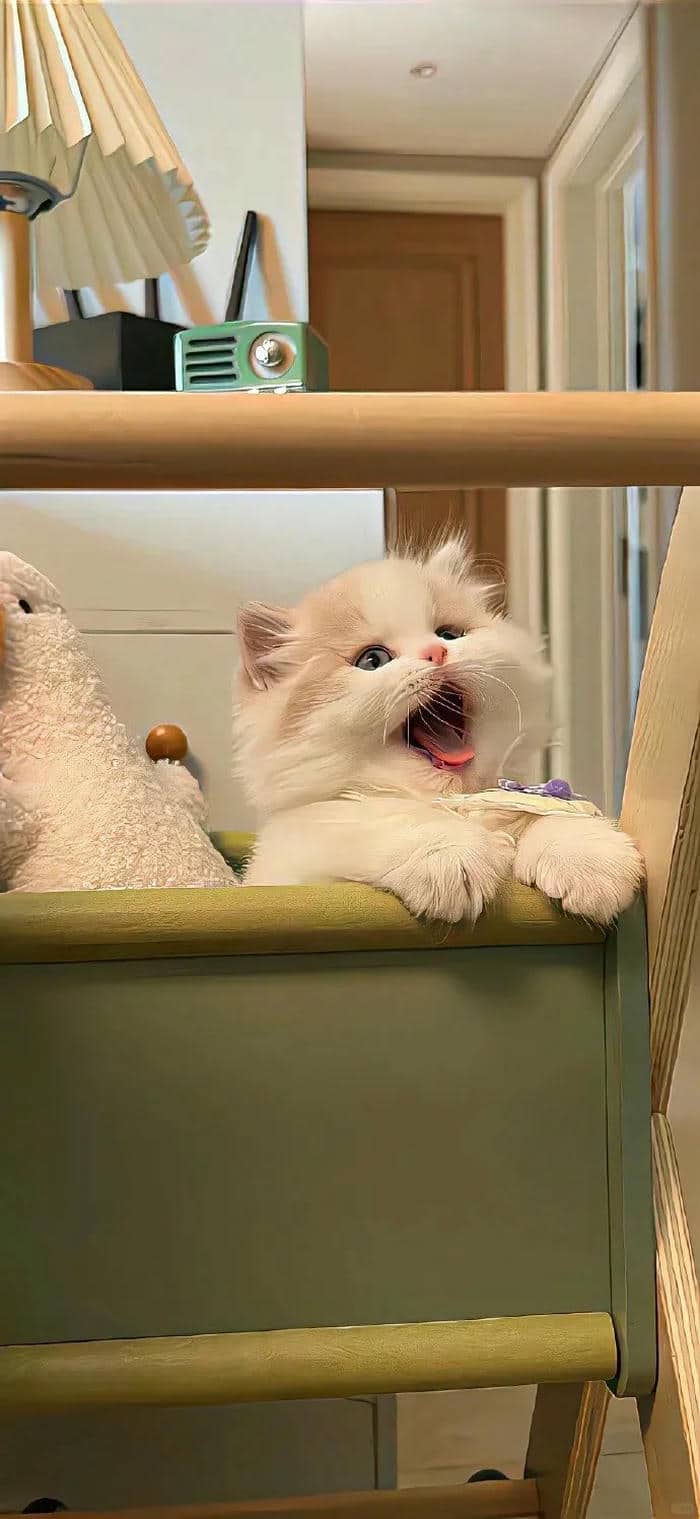 ภาพน้องแมว