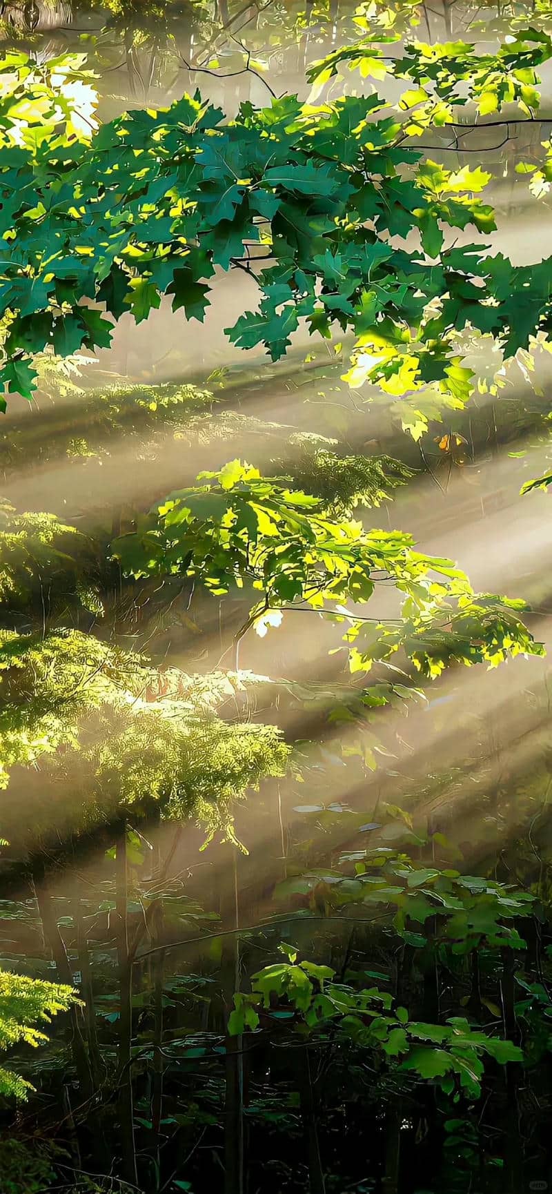 ภาพป่าสวยๆฟรี