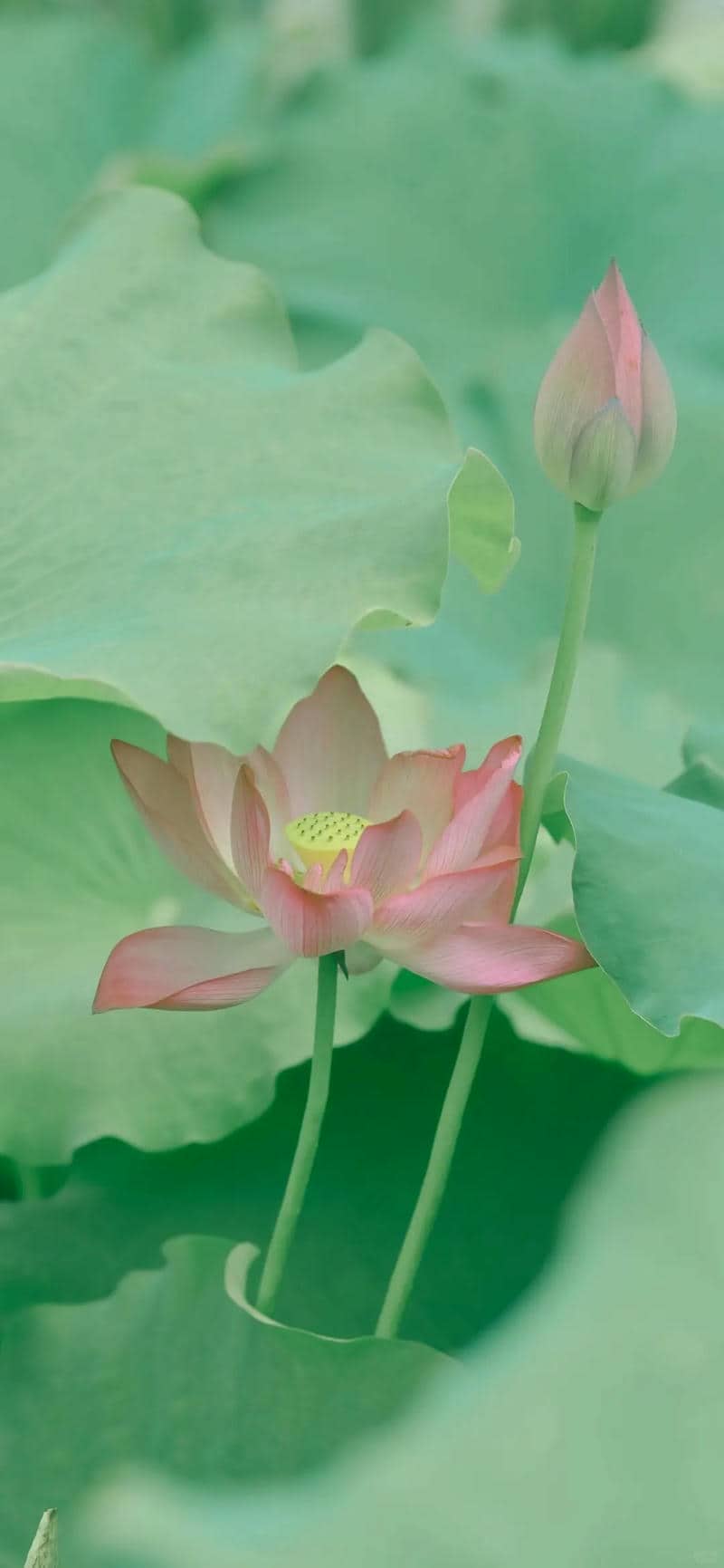 ภาพวาดดอกบัวสวยๆง่ายๆ