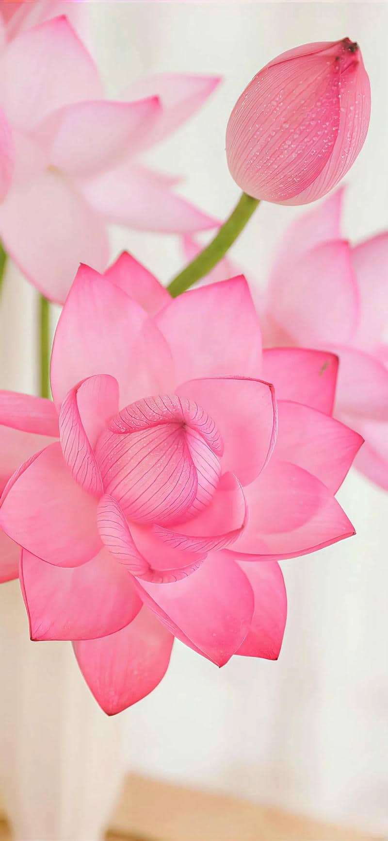 ภาพสาธุดอกบัว