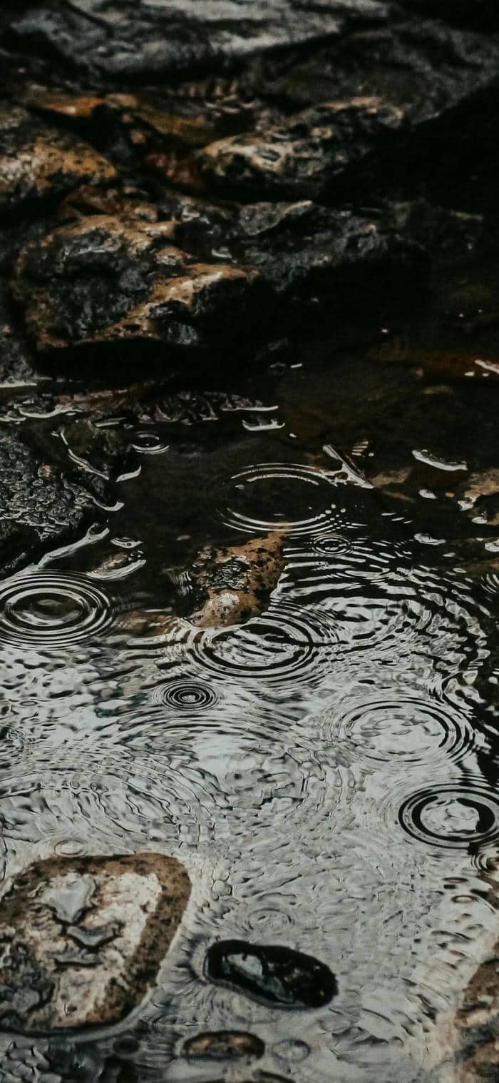 มีมฝนตก