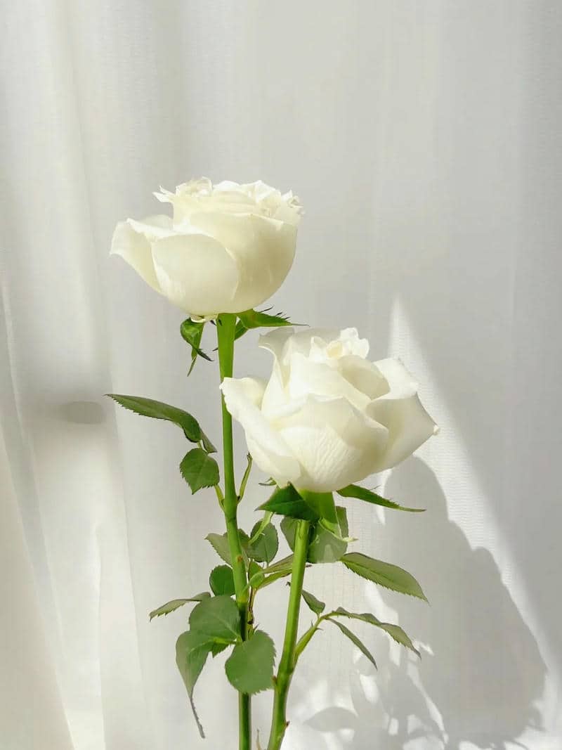 รูปดอกกุหลาบสวยๆ