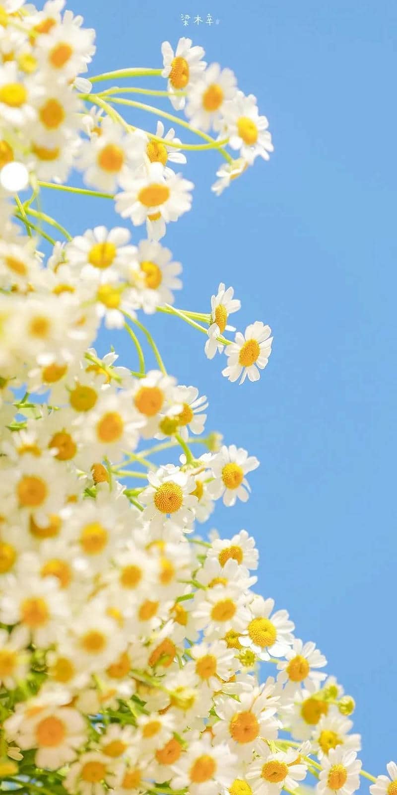รูปดอกไม้สวยๆ