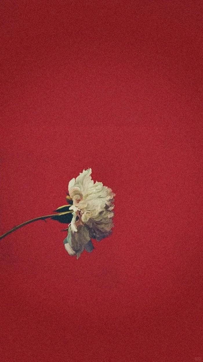 รูปดอกไม้สีแดงสวยๆ