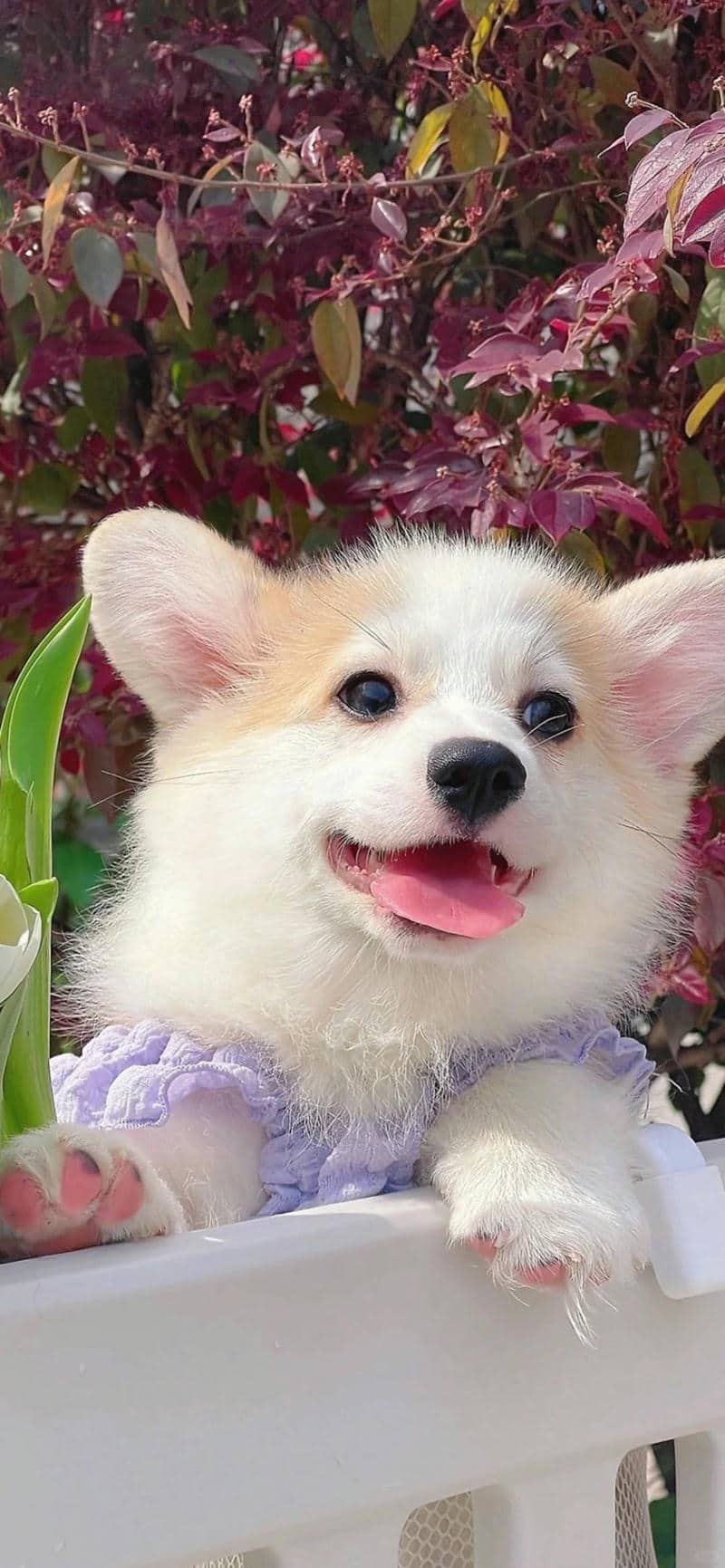 รูปน้องหมา