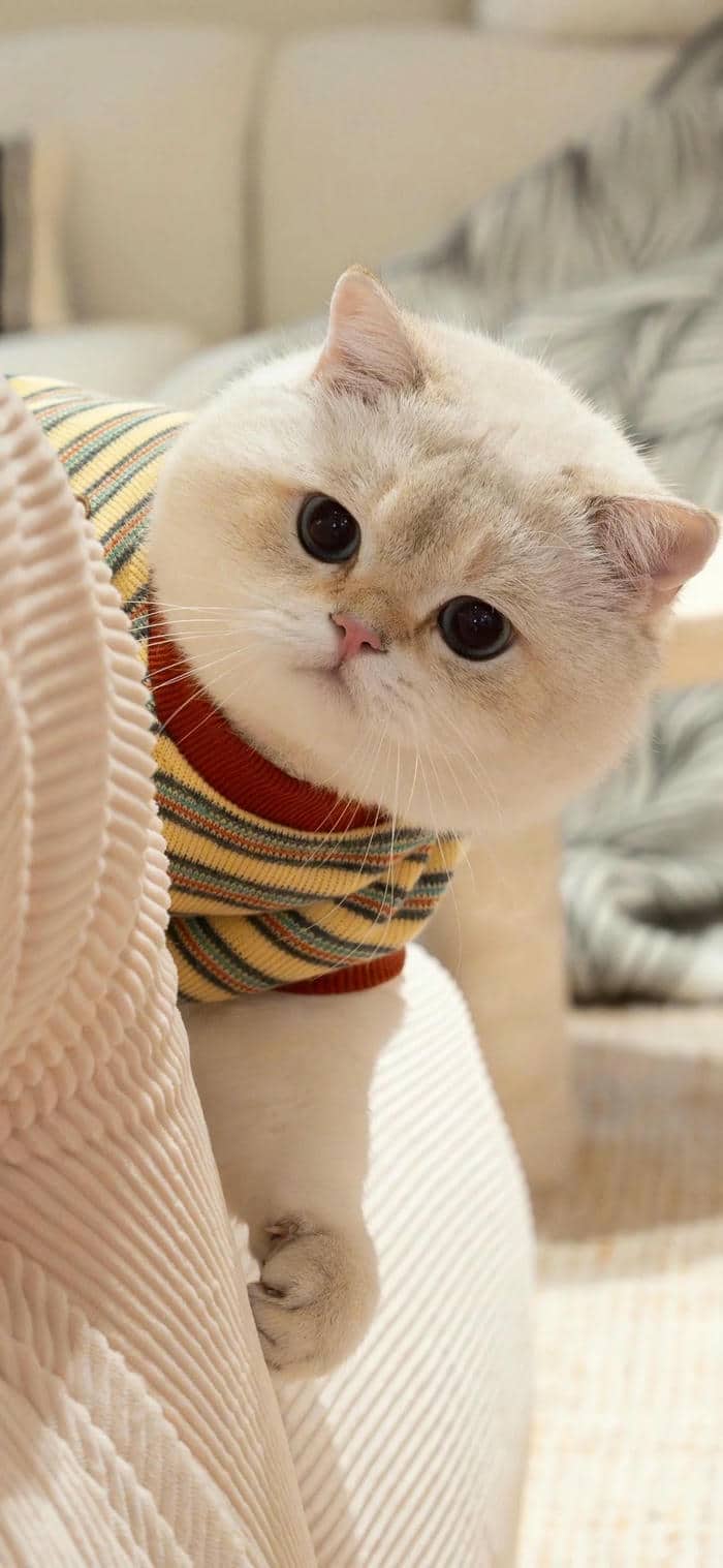 รูปน้องแมวน่ารัก