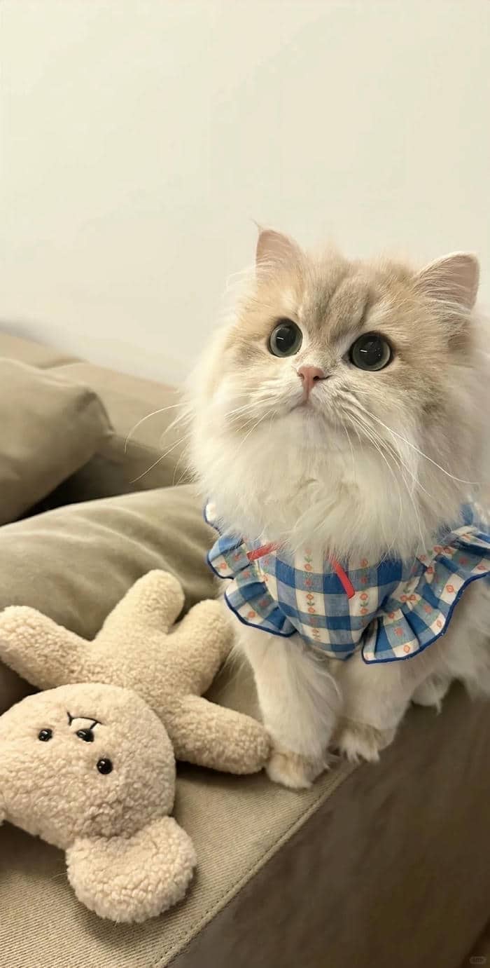 รูปน้องแมวน่ารักๆ