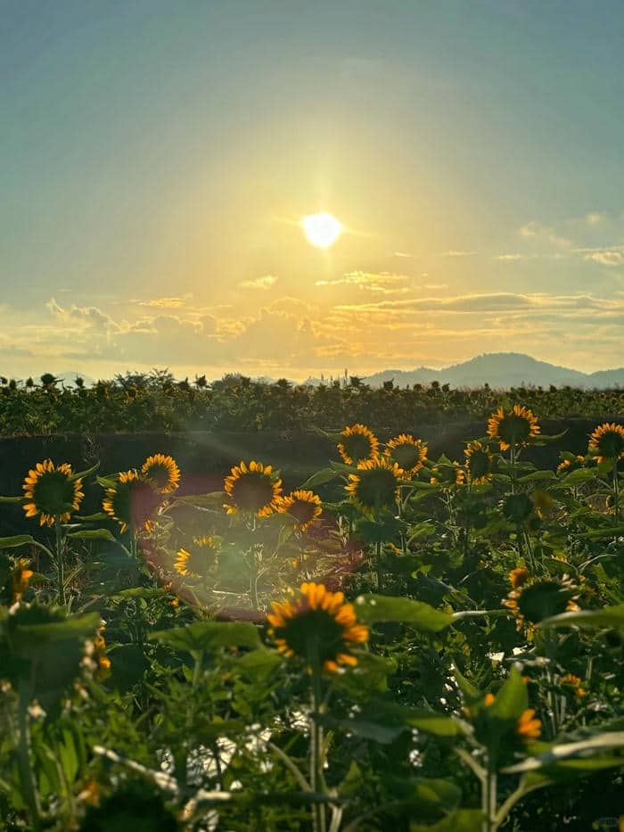 รูปพระอาทิตย์ขึ้นสวยๆ