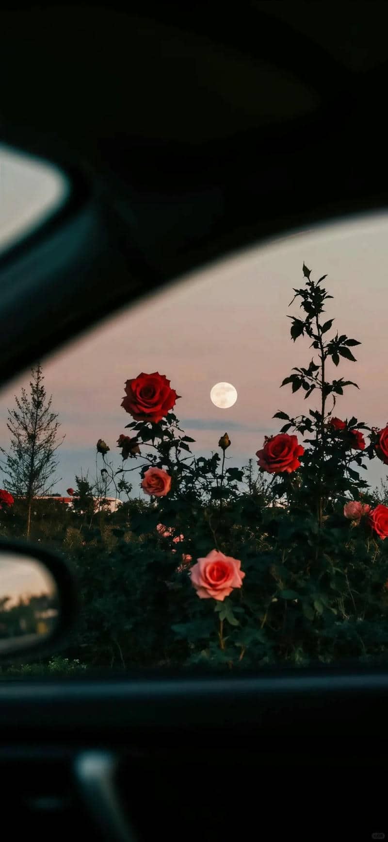 รูปภาพดอกกุหลาบ