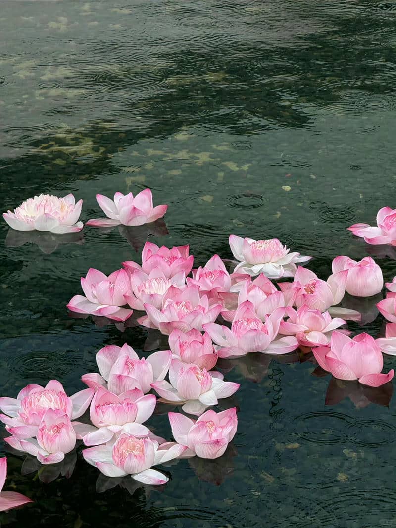 รูปภาพดอกบัวสวยๆ