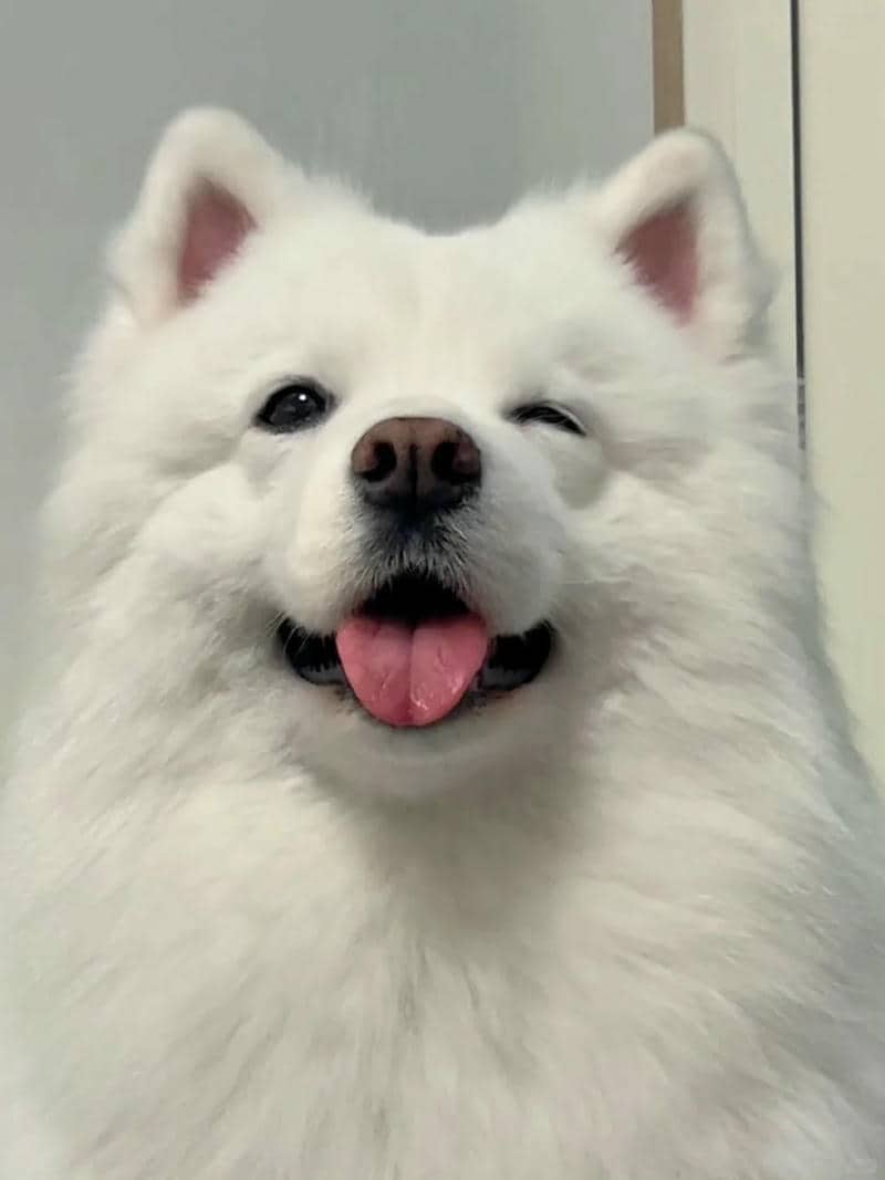 รูปภาพสุนัขน่ารักๆ