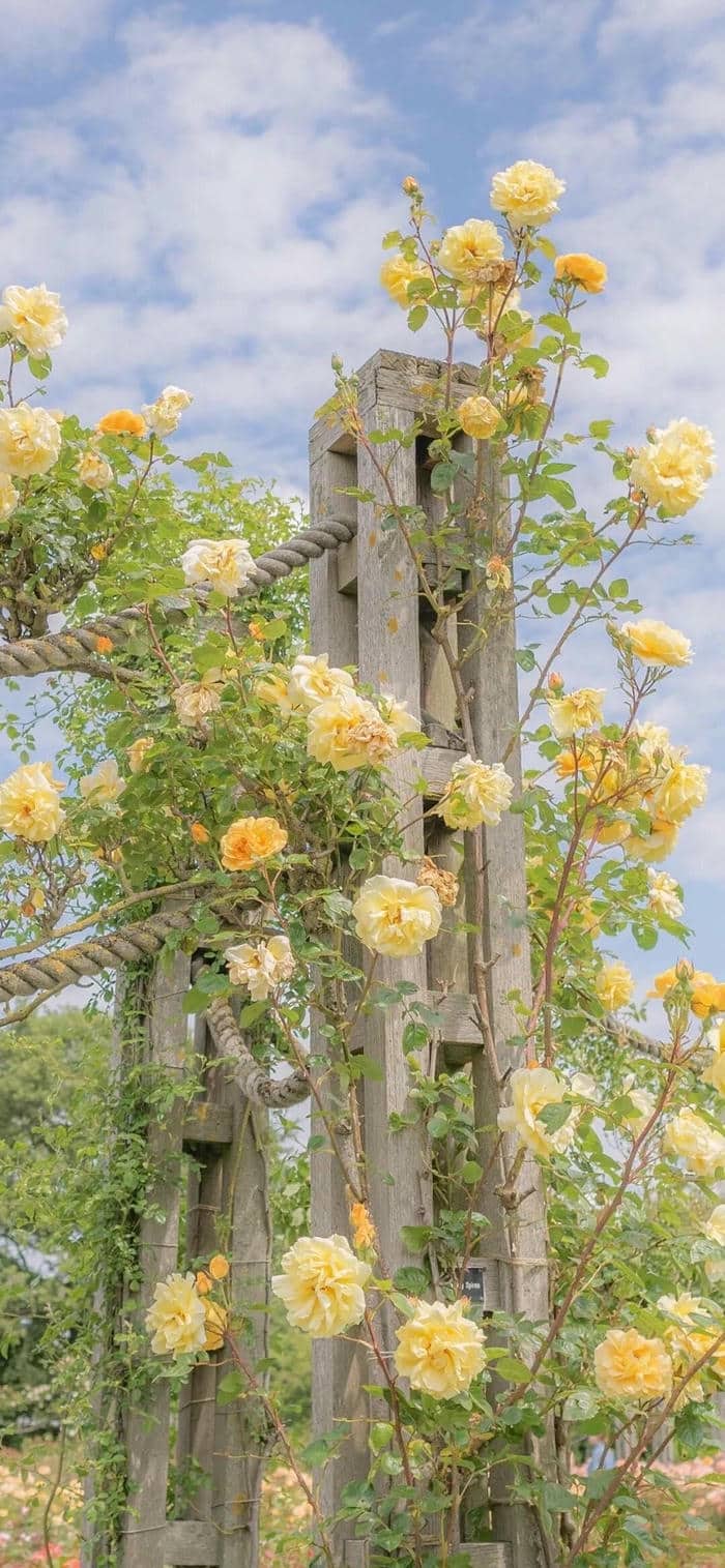 วันจันทร์ผลไม้สีเหลือง