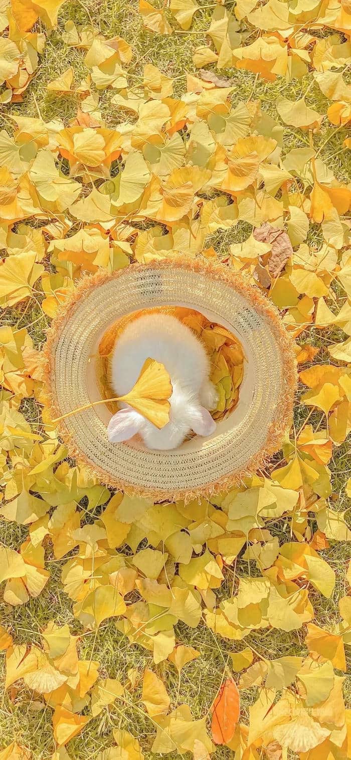 สี เหลือง ธรรมชาติ สวัสดี วันจันทร์