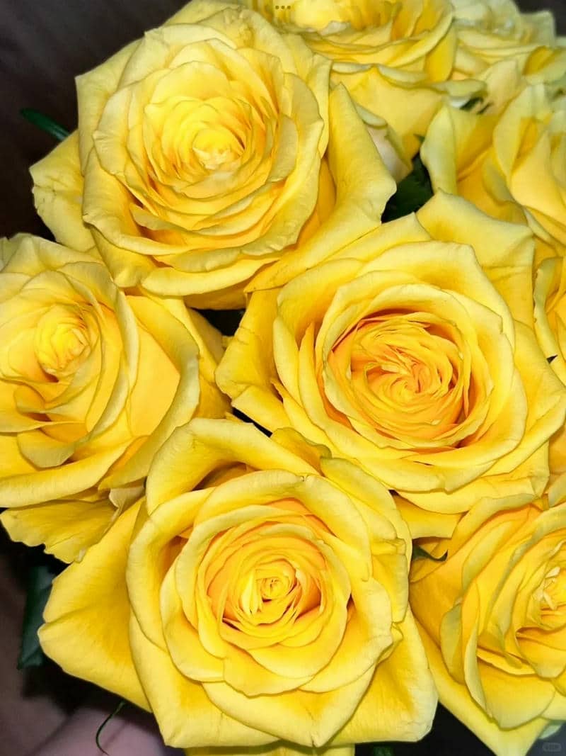 สีดอกกุหลาบ