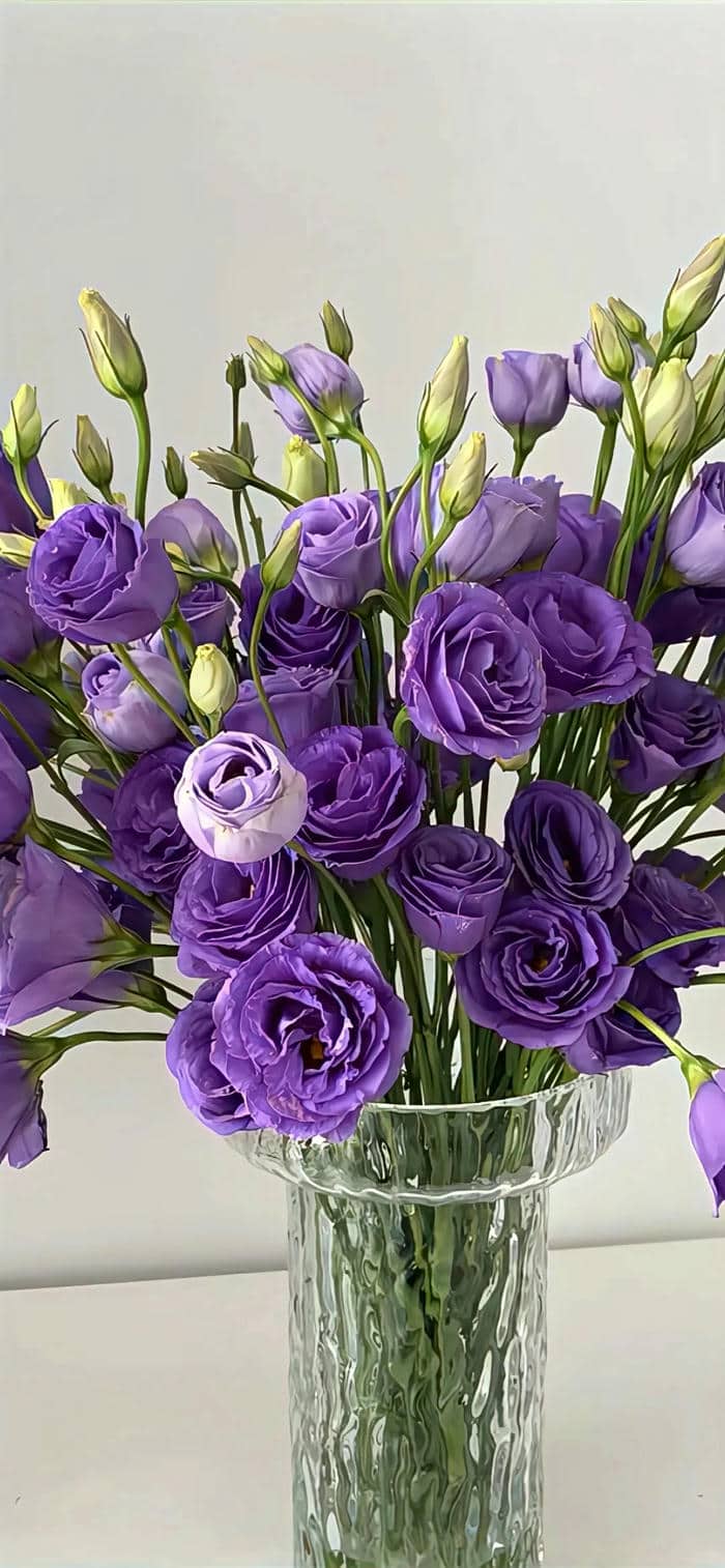 สีม้วง