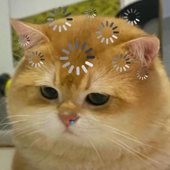 หีน้องแมว