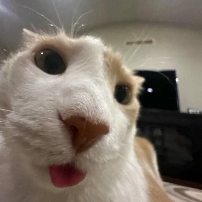 แมวตัวเล็กไม่โต