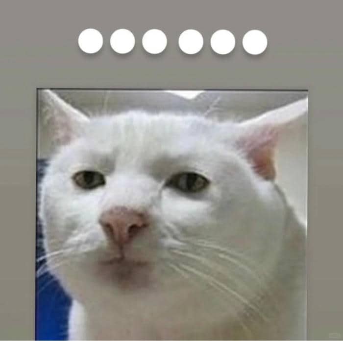แมวปลาร้า