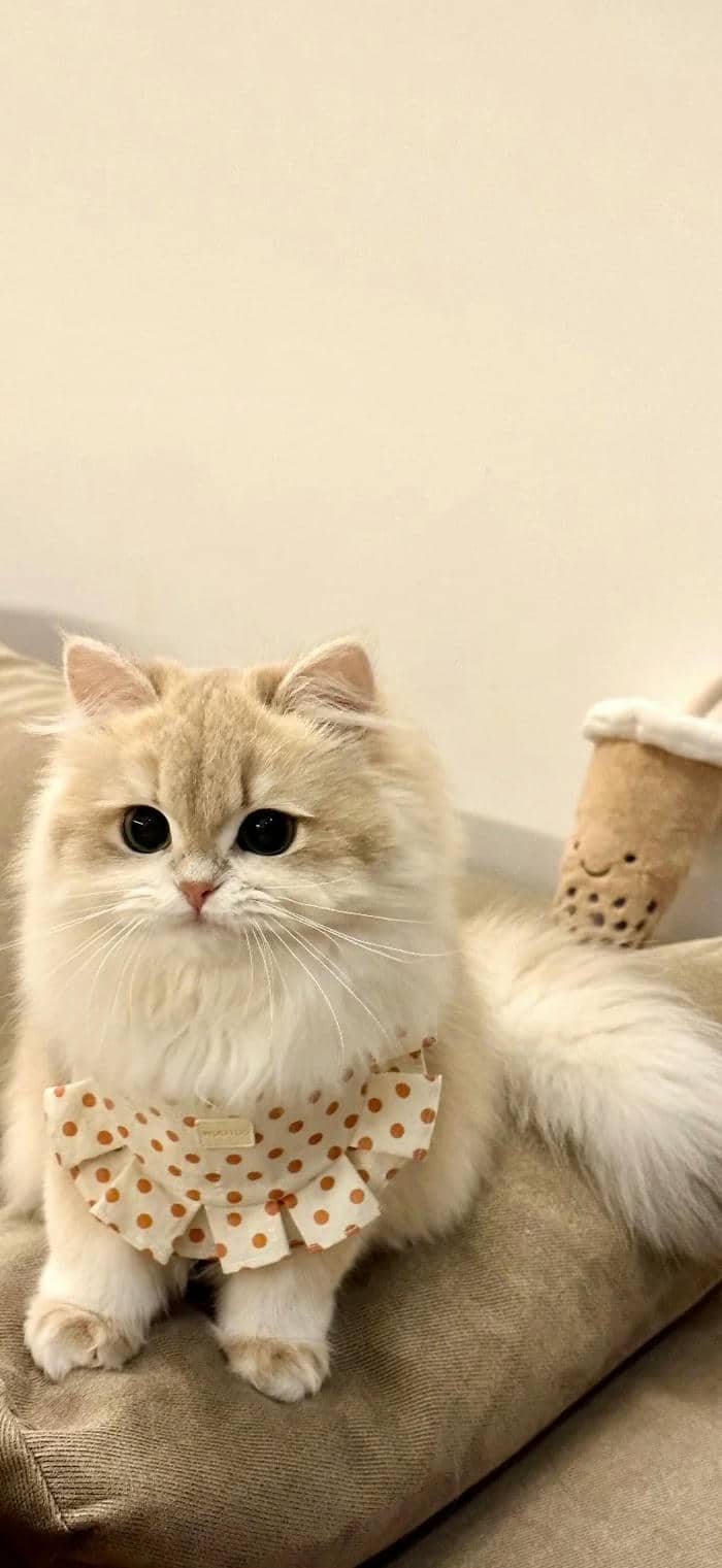 แมวฟรี