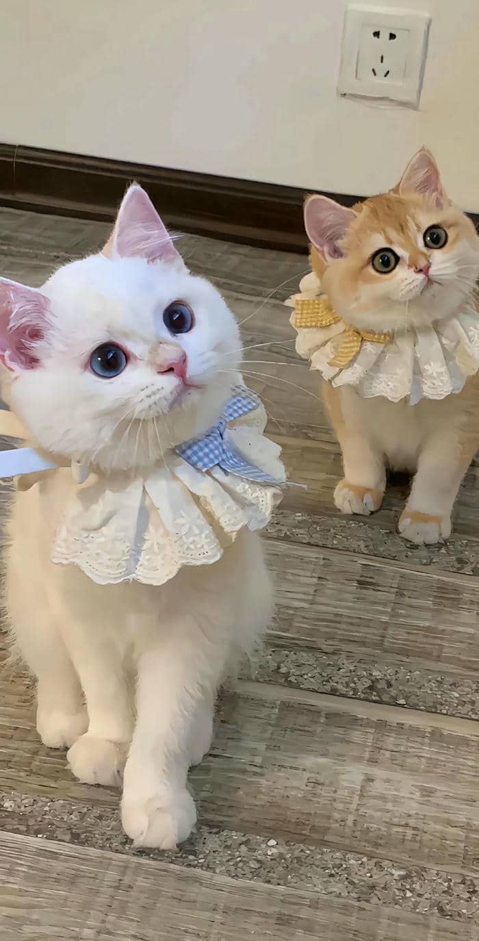 แมวรูป