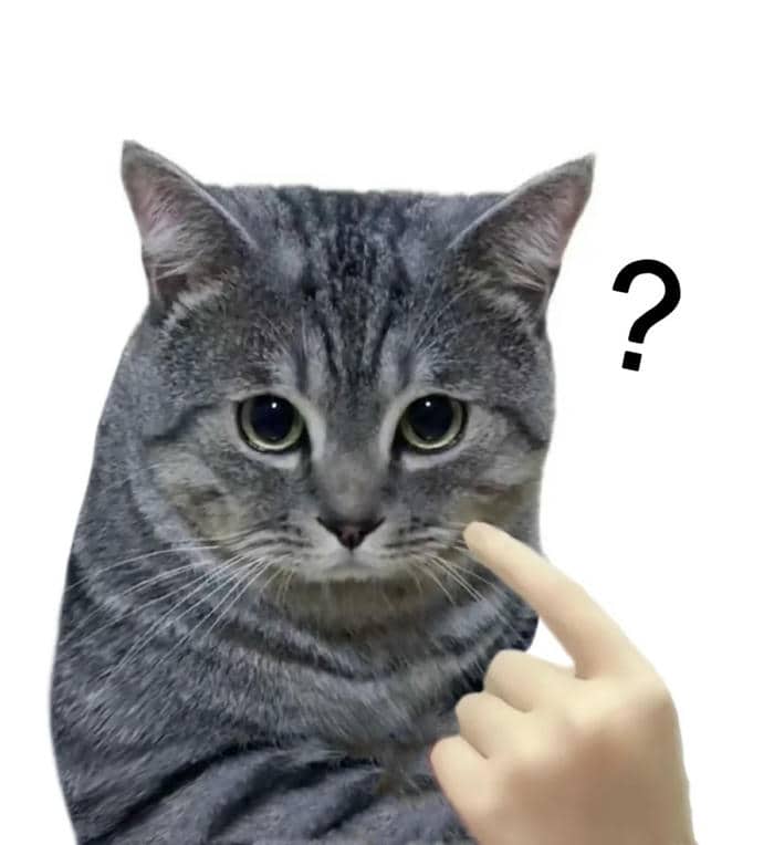 แมววัด