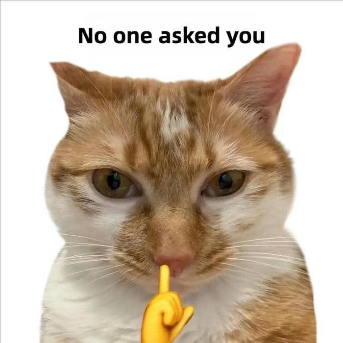 แมวไม่โต
