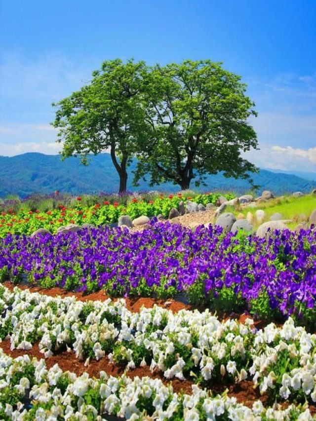 ภาพสวนดอกไม้-1