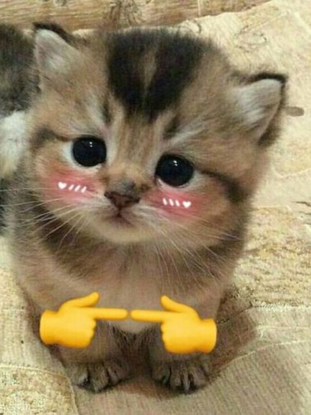 มีม น่ารัก