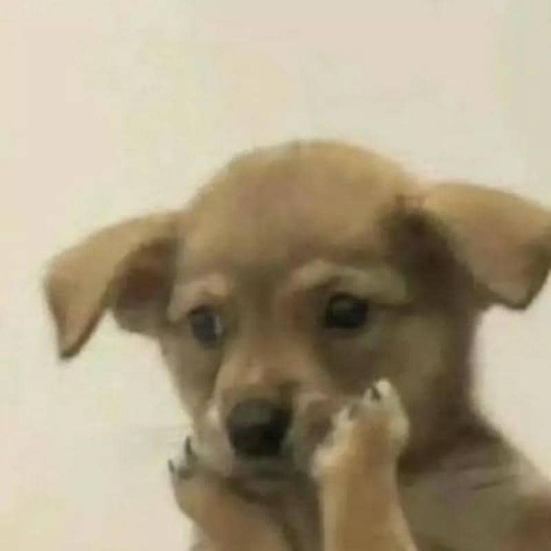 meme มี ม หมาก วน ๆ