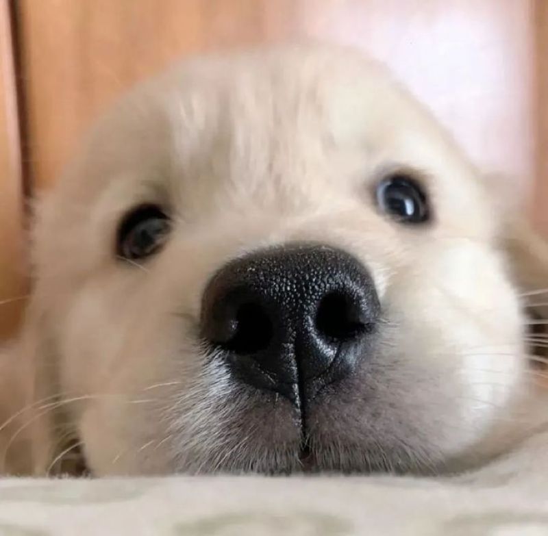 น่ารัก มีม-1
