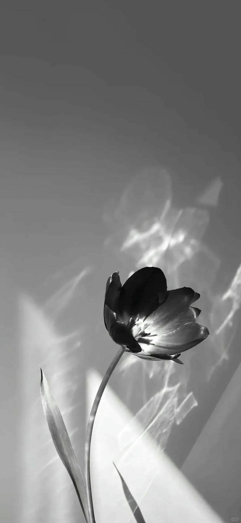 พื้นเทา