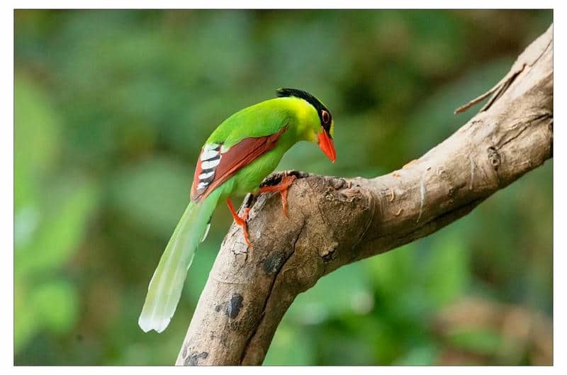 ภาพนกแสนสวย-1