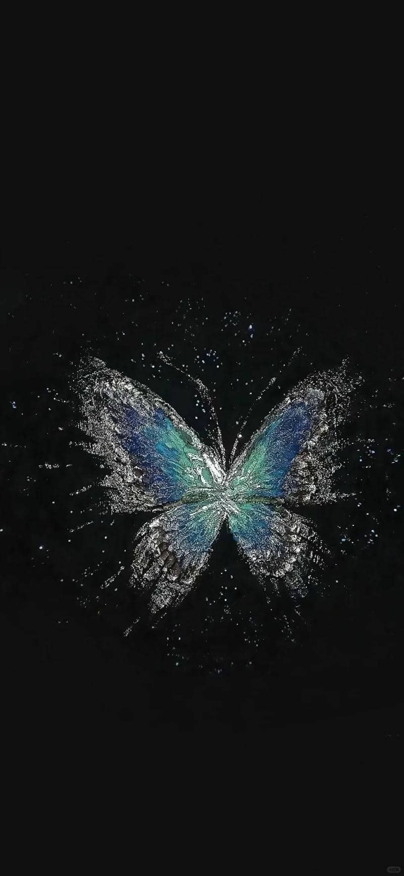 ภาพผีเสื้อสวยๆ-1