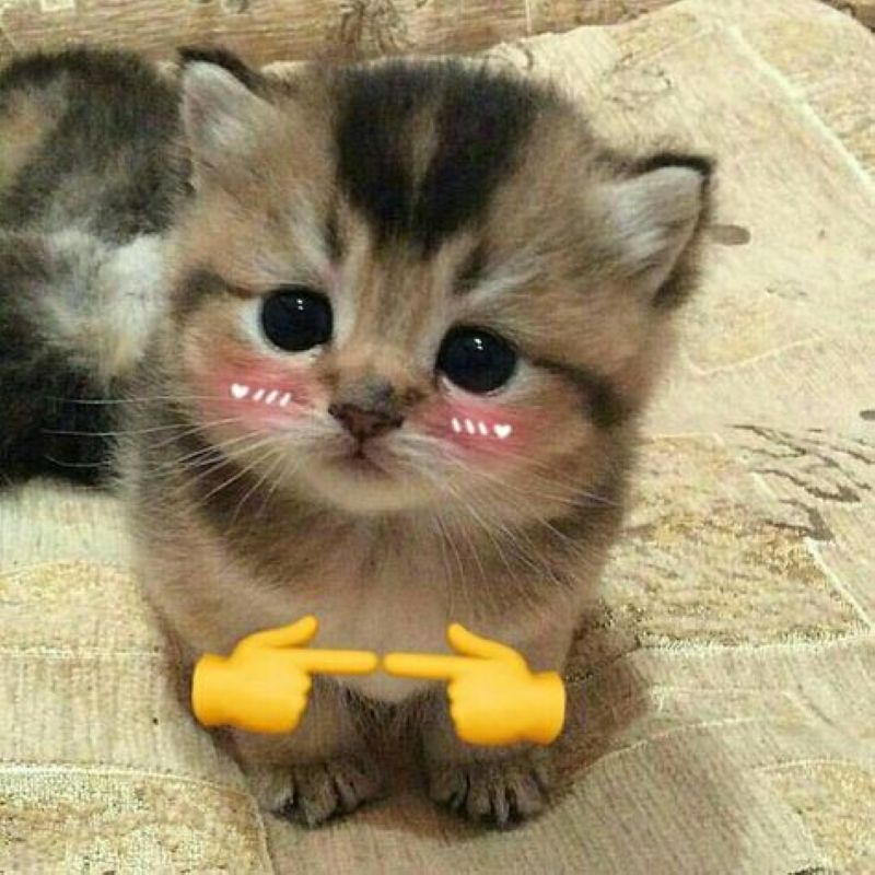 มีม น่ารัก