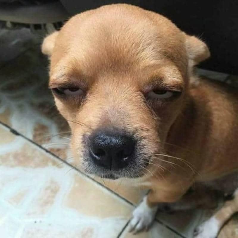 มีม หมา