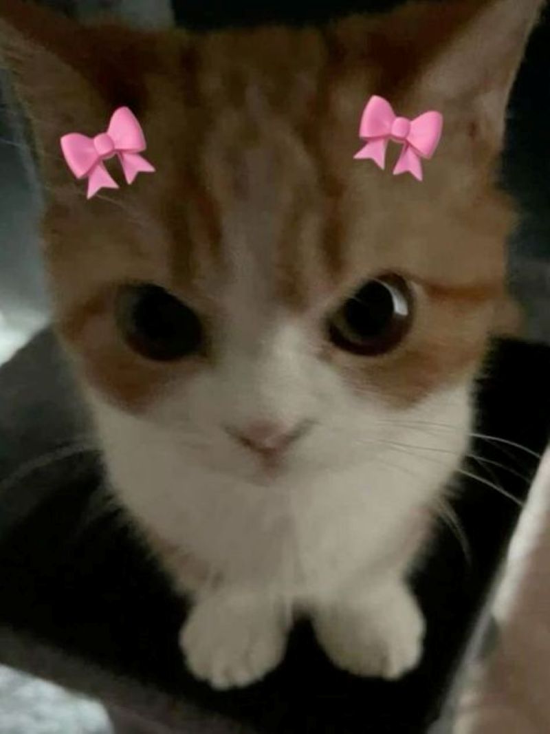 มีมน่ารัก
