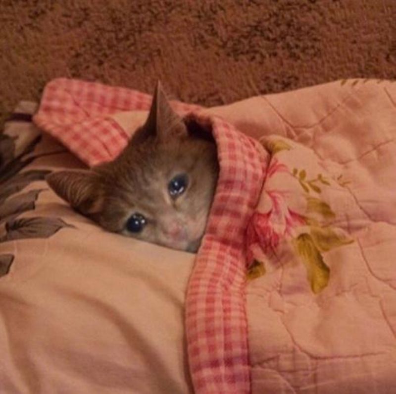 มีมแกล้งร้องไห้