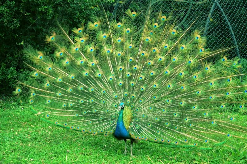 รวมรูปสัตว์